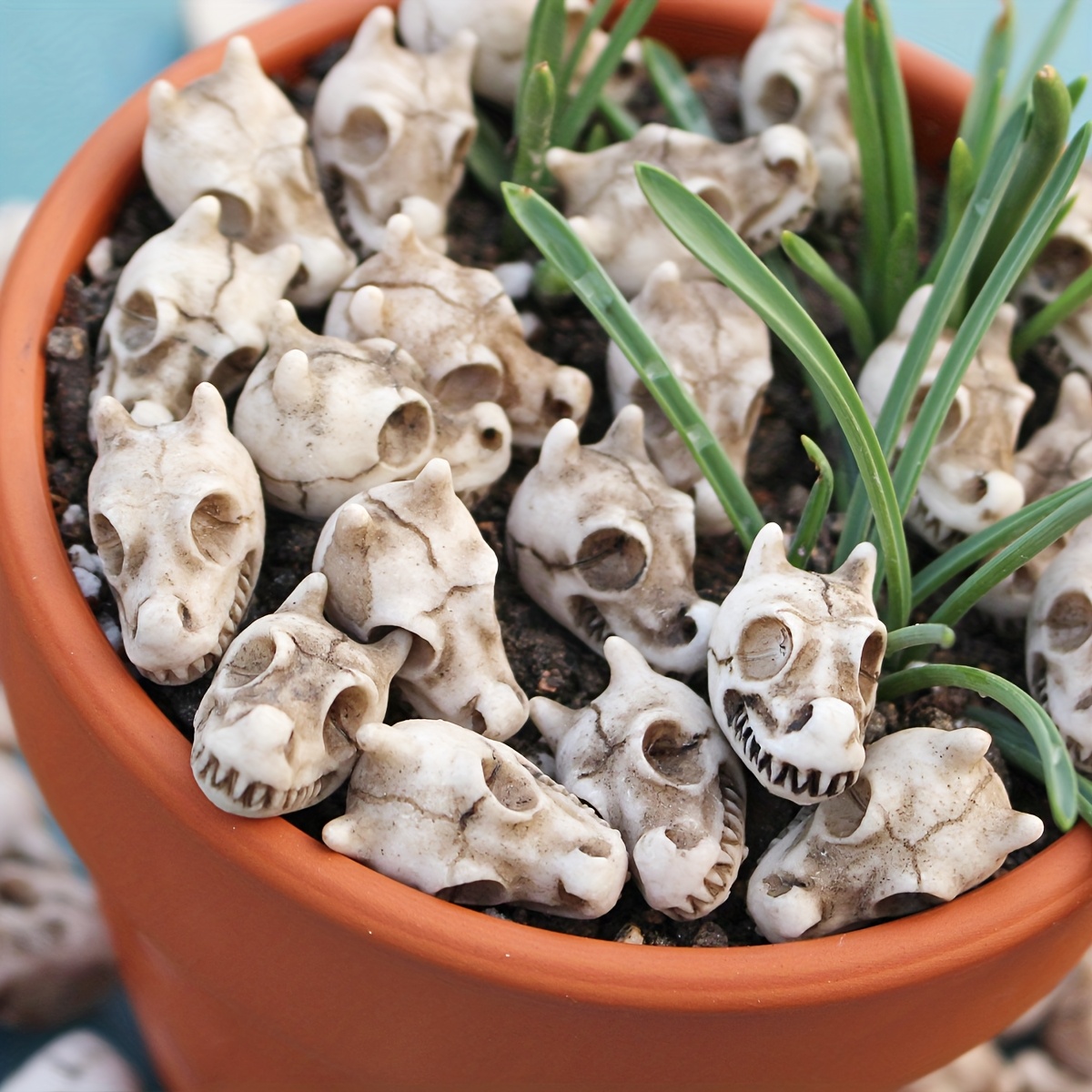 20pcs Dragon Head Skull Bonsai - огляд і ціна Bonsai Garden World