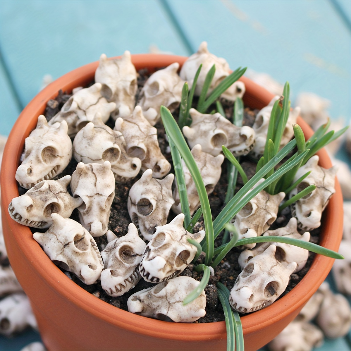 20pcs Dragon Head Skull Bonsai - огляд і ціна Bonsai Garden World