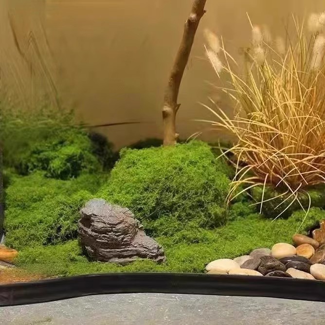 200g Eternal Life Moss DIY Cra - огляд і ціна Bonsai Garden Home