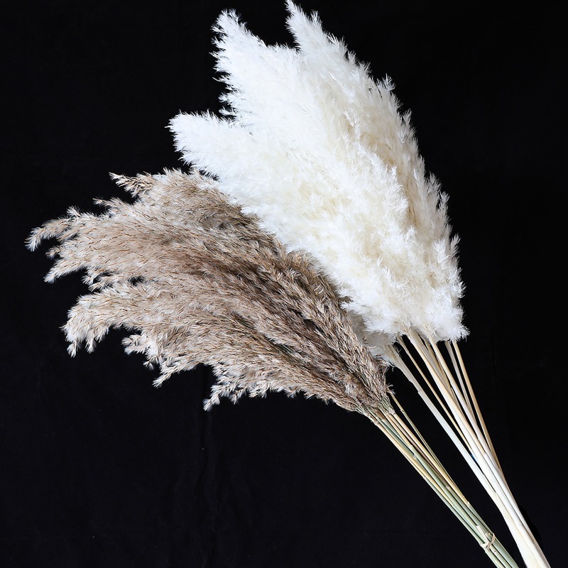 10Pcs Colorful Natural Reeds P - огляд і ціна Bonsai Garden Decor